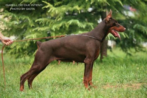 Isabell dei Due Intenti | Brown Doberman Pinscher