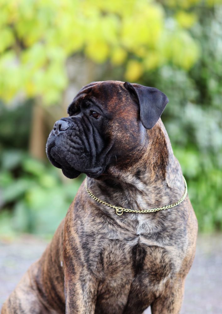 Cnstnta Prima Walk this Way with Saturnrings (IMP RUS) | Bullmastiff 