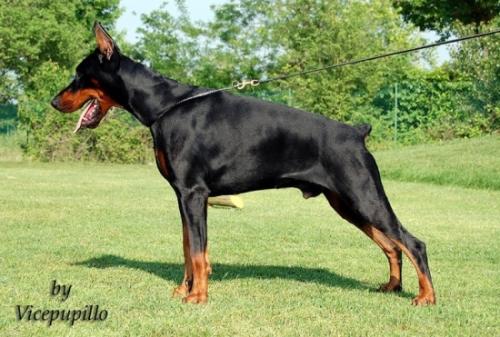 Ianez dei Due Intenti | Black Doberman Pinscher