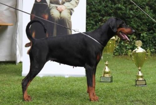 Malanoche del Fiorsilva | Black Doberman Pinscher