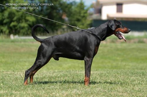 Memmo Fierro del Fiorsilva | Black Doberman Pinscher