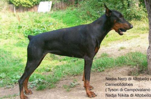 Nadia Nero di Altobello | Black Doberman Pinscher