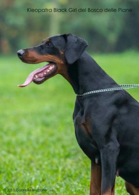 Kleopatra Black Girl del bosco delle Piane | Black Doberman Pinscher