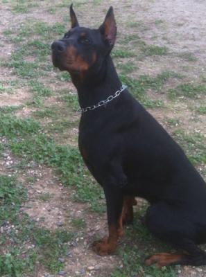 Vinzen del Blu d'Assia | Black Doberman Pinscher