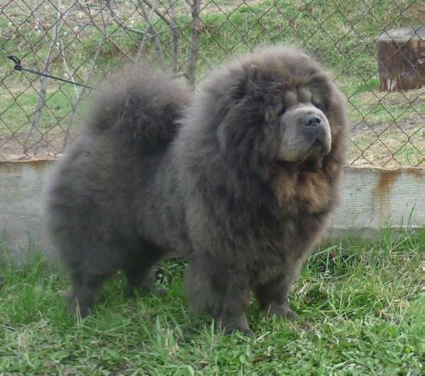 Valensia Lietuvos Liutas | Chow Chow 