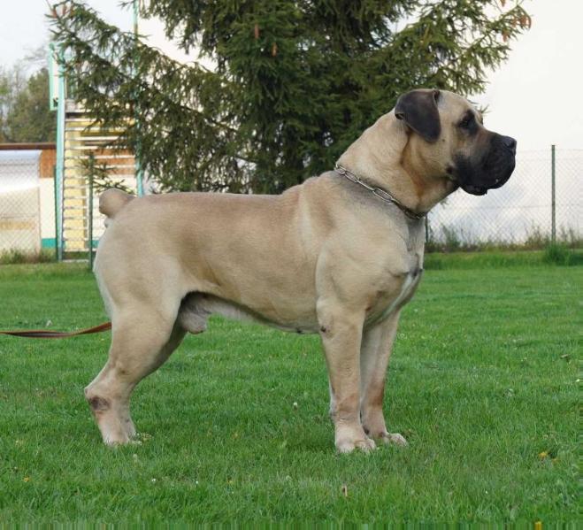 cameron ballotada | African Boerboel 