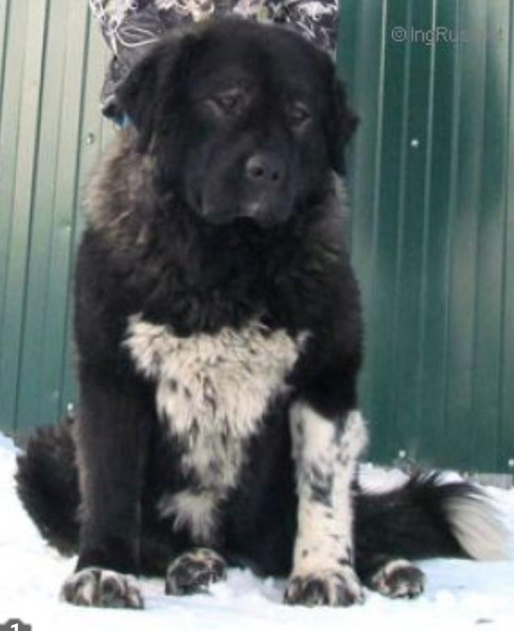 Trilogiya iz stolitsy sibiri | Caucasian Mountain Dog 