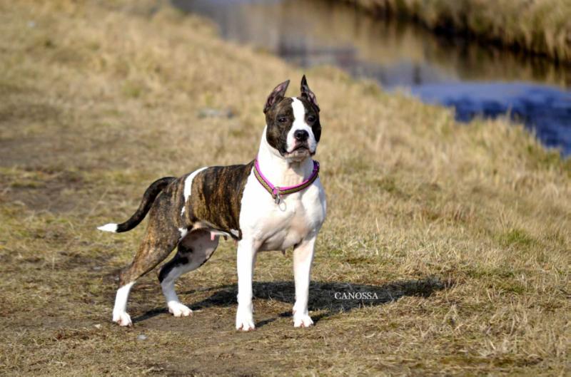 RARE PEARL Canossa | American Staffordshire Terrier 