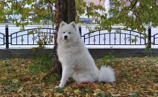 IZDOMASU Yesterday's Snow | Samoyed 