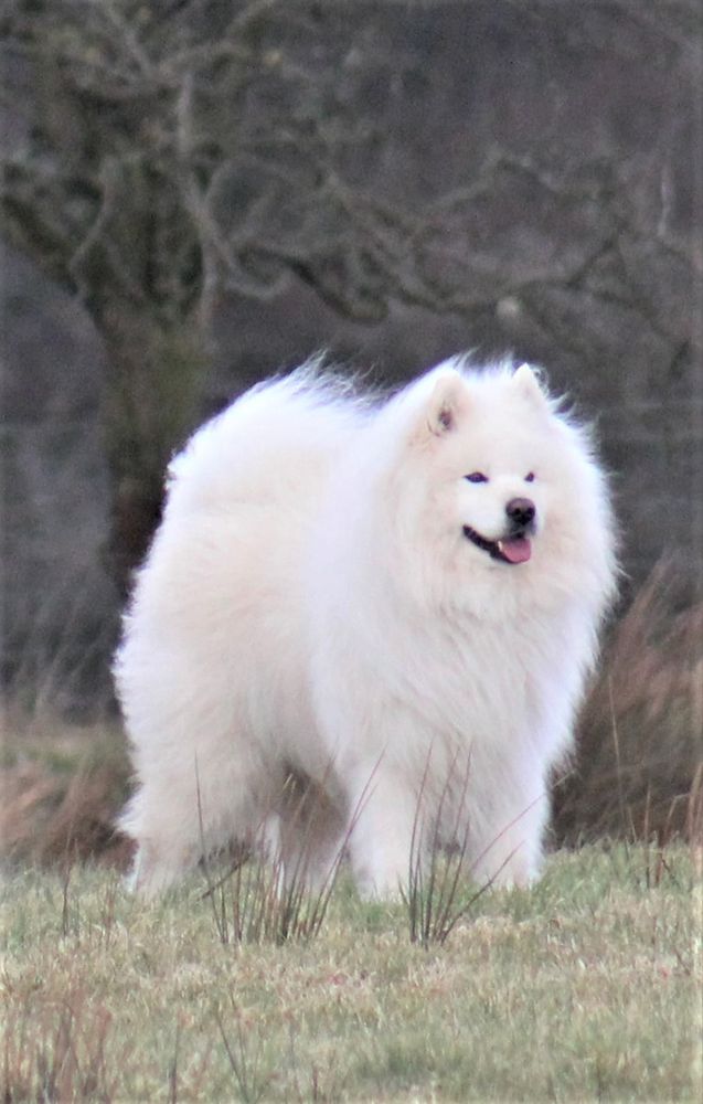 Whitespirit Dillenberg of Svetllen | Samoyed 