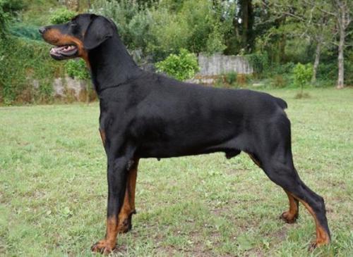 Camillo del Diamante Nero | Black Doberman Pinscher