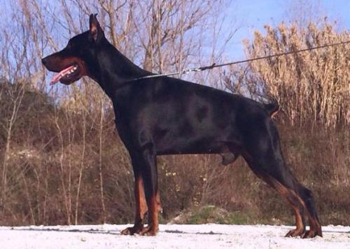 Uan di Casa Fox | Black Doberman Pinscher