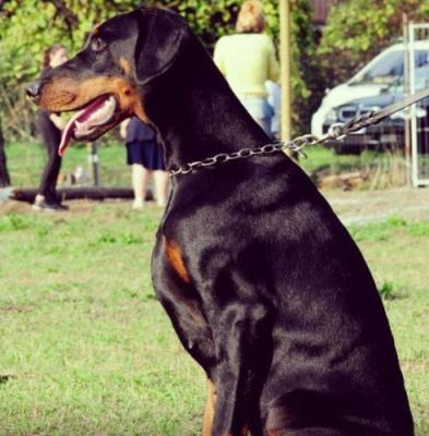 Ubacuba di Casa Fox | Black Doberman Pinscher
