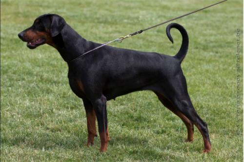 Kjenta v.d. Donauhoeve | Black Doberman Pinscher