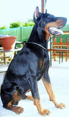 Zago Zuy del Monte Aspro | Black Doberman Pinscher