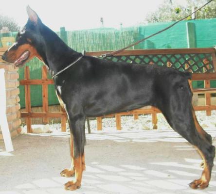 Tahi-Reme Sheeva | Black Doberman Pinscher