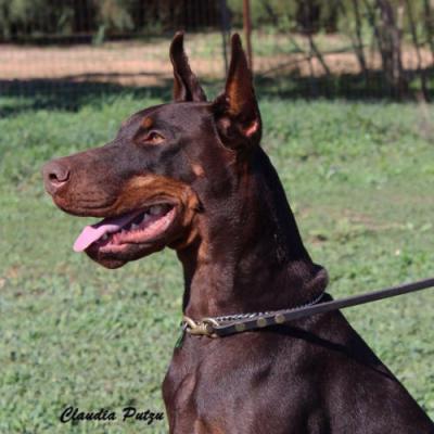 Xenia del Monte Aspro | Brown Doberman Pinscher