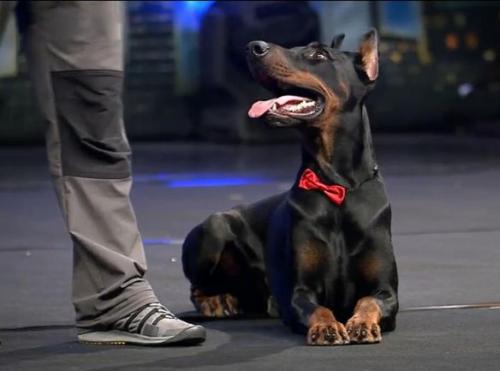 Tahi-Reme Omega | Black Doberman Pinscher