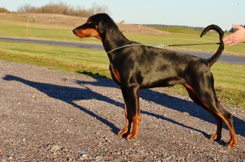 Jean Dark Timeless | Black Doberman Pinscher