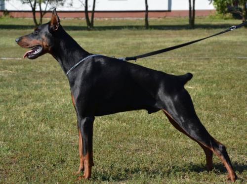 Newton v. Hunnoterra | Black Doberman Pinscher