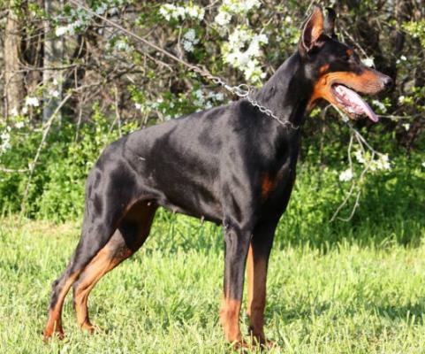 Mystical Creature v. Hunnoterra | Black Doberman Pinscher