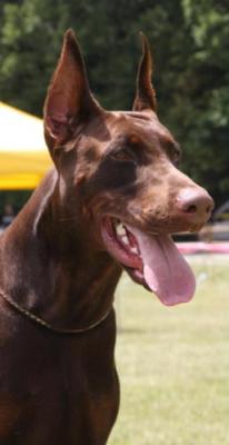 Gighen Ginko di Temaline | Brown Doberman Pinscher