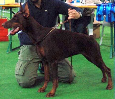 Grande Doria di Temaline | Brown Doberman Pinscher