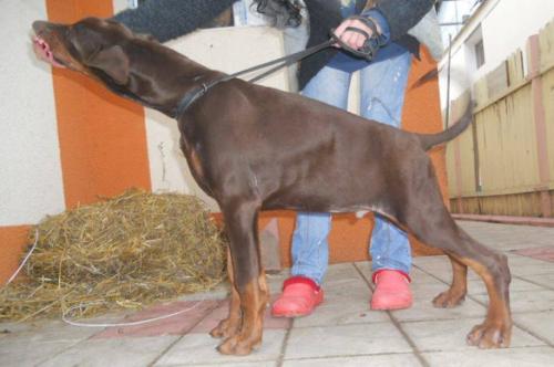 Amil Ayodhya v. Simhause Arena | Brown Doberman Pinscher