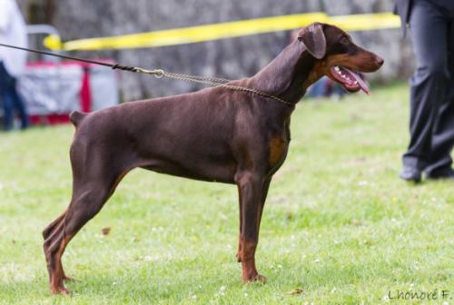 Gucci Wot a Thriller | Brown Doberman Pinscher