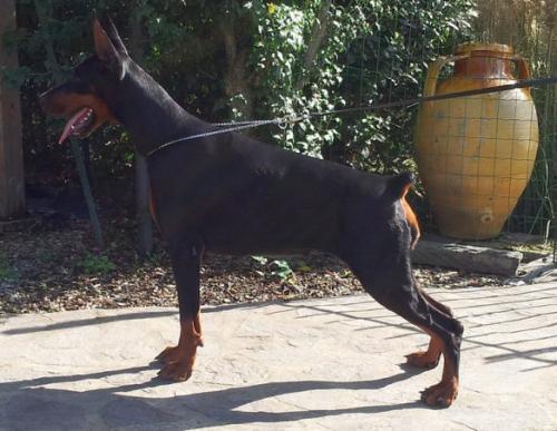 Ele del Diamante Nero | Black Doberman Pinscher