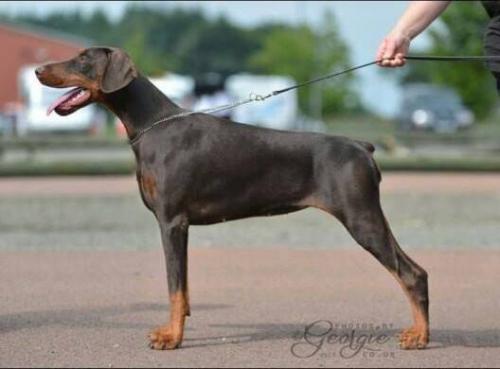 Hollywood Vixen de la Maison de Bilclarie | Brown Doberman Pinscher