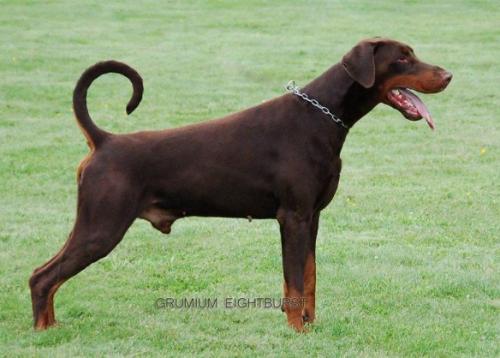 Grumium Eightburst | Brown Doberman Pinscher