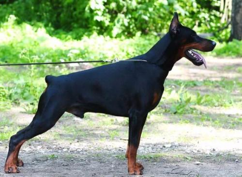 Ermoloff iz Zoosfery | Black Doberman Pinscher
