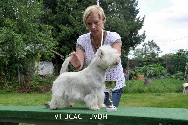 Herceggyöpi Szépség Elisabeth | West Highland White Terrier 