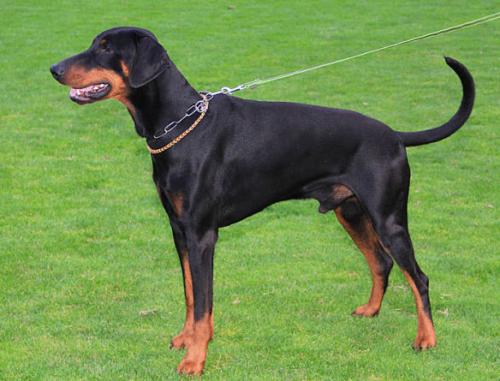 Imagic v. Erdburger Moor | Black Doberman Pinscher