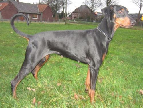 Bacardi v. Eschenbruch | Black Doberman Pinscher