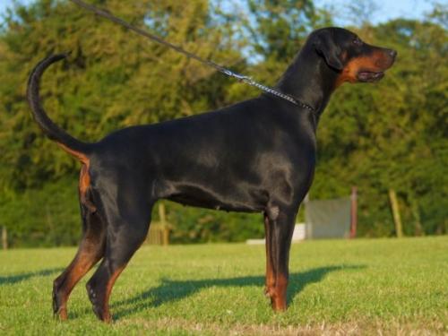 Miss-Loca v.d. Donauhoeve | Black Doberman Pinscher