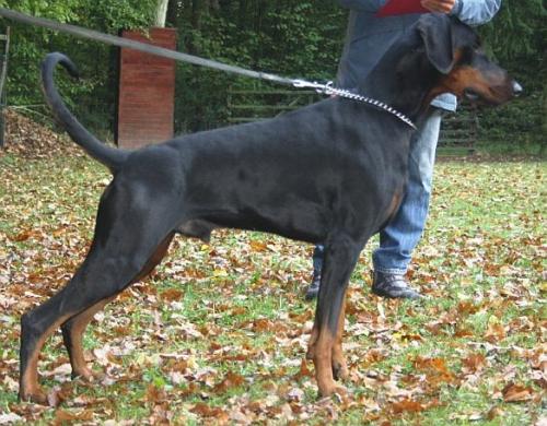 Ianuk v. Hellerwald | Black Doberman Pinscher