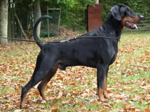 Ikarus v. Hellerwald | Black Doberman Pinscher