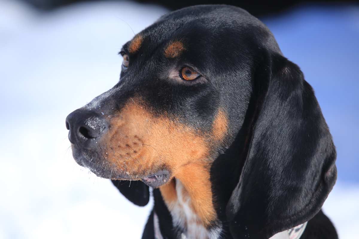 Black and Tan Coonhound