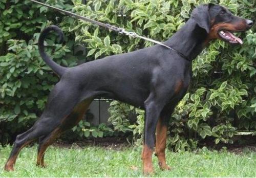 Ikari v. Hellerwald | Black Doberman Pinscher