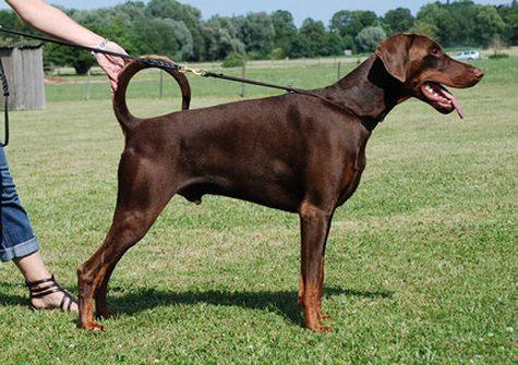 Grandefernando v. Safir | Brown Doberman Pinscher