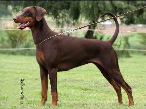 Ulla v. Seckachtal | Brown Doberman Pinscher