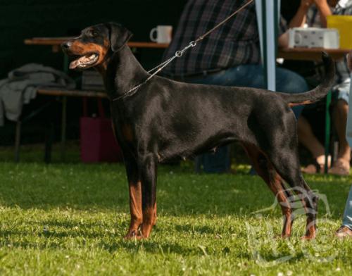 Fayette v. Burgenland | Black Doberman Pinscher