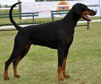 Fiona v. Burgenland | Black Doberman Pinscher