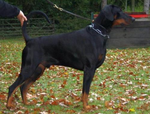 Iron v. Larimar | Black Doberman Pinscher