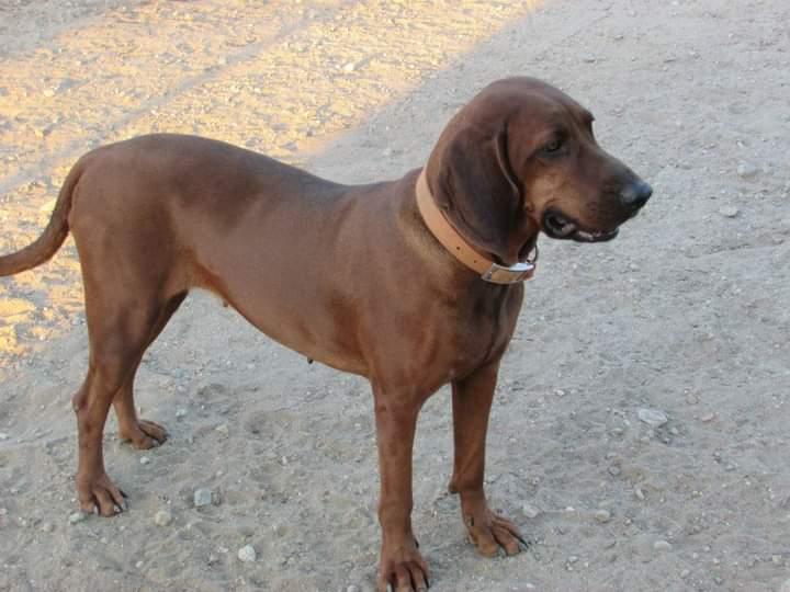 Regal-C Honeysuckle Rose | Redbone Coonhound 