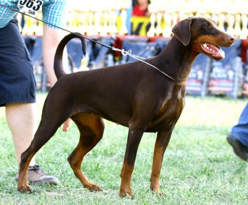 Amira v. Fenris | Brown Doberman Pinscher