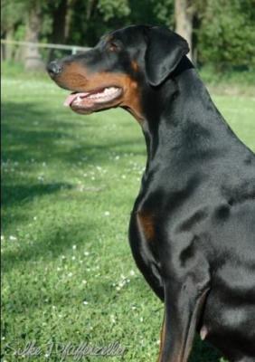 Weronafürstin v. Strengbach | Black Doberman Pinscher