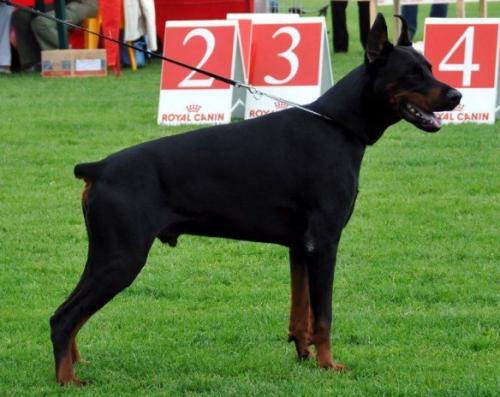 Danmark v.d. Ost Comitatus | Black Doberman Pinscher